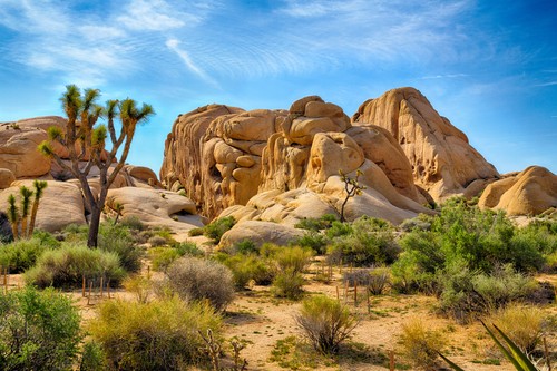 In southern California, Joshua Tree National Park is a large protected area. It's known for its rough rock formations and stark desert vistas. 