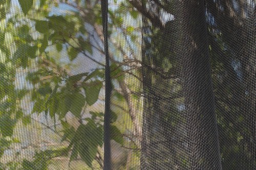 Inside of a tents webbing